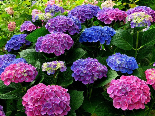 429081 (a): :1024x768